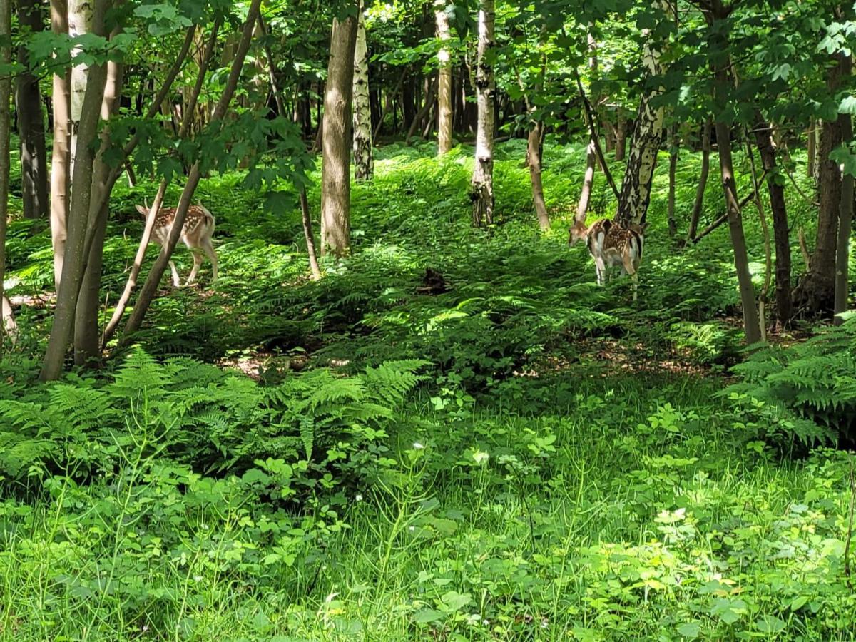 Beach & Forest Retreat -Domburg- Oostkapelle Εξωτερικό φωτογραφία