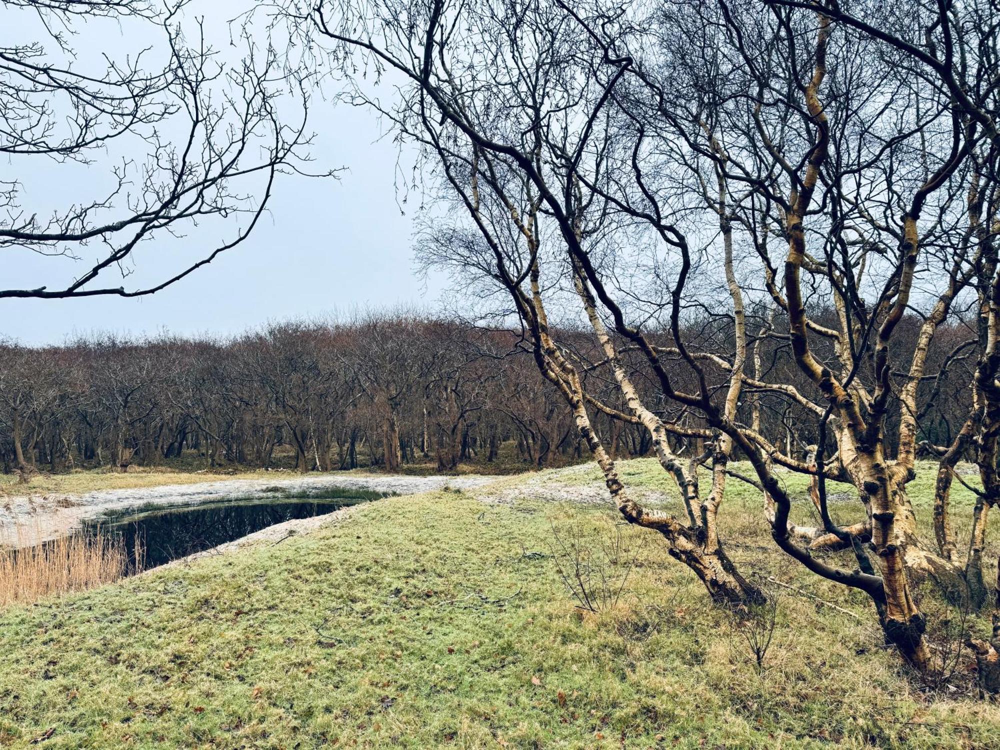 Beach & Forest Retreat -Domburg- Oostkapelle Εξωτερικό φωτογραφία